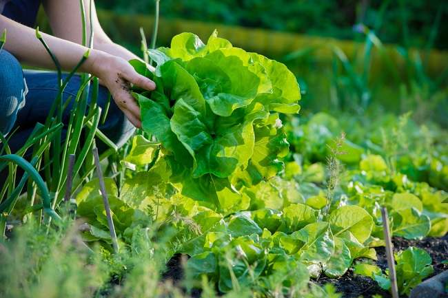 Her er fakta om økologiske grønnsaker du trenger å vite