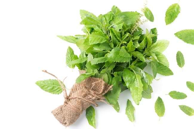 Knowing the Various Benefits of Basil for Health