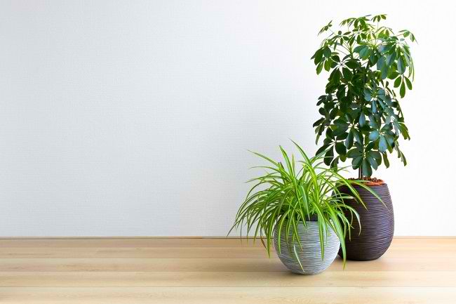 6 Beneficis de les plantes a la casa