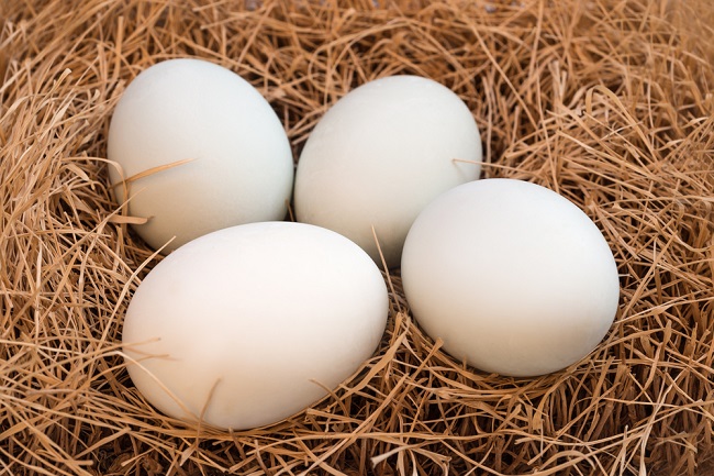 Coneix els avantatges i els inconvenients dels ous d'ànec