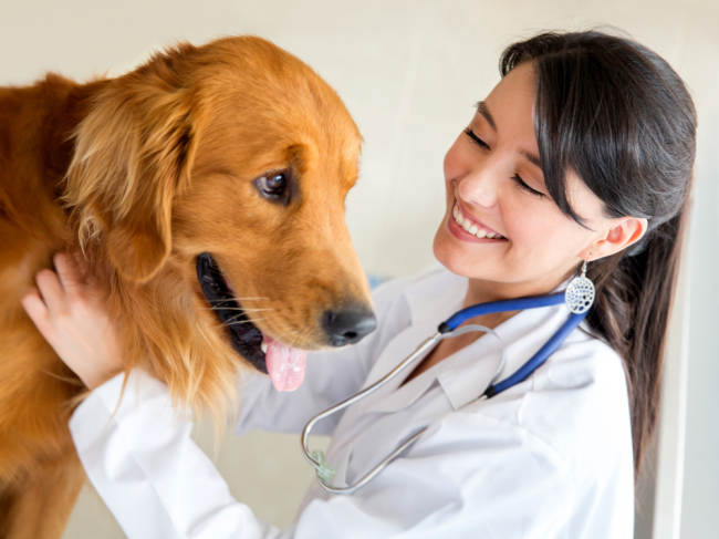 Hundelopper: sygdomsrisici og hvordan man behandler deres bid