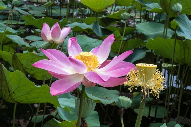 Výhody lotosových květů pro zdraví