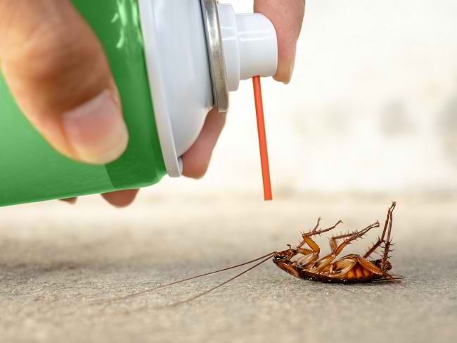 Kend farerne, og hvordan du slipper af med kakerlakker