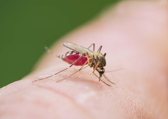 Here's the Trick to Repel Mosquitoes Without Chemicals