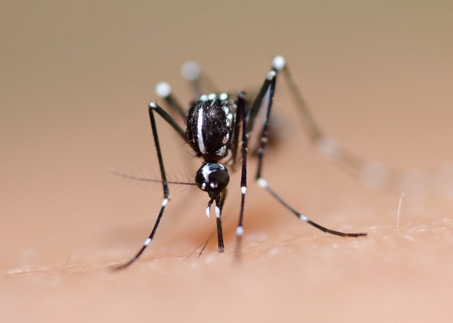 Kilalanin ang Habitat at Gawi ng Dengue Fever Mosquitoes para Madaling malampasan ito