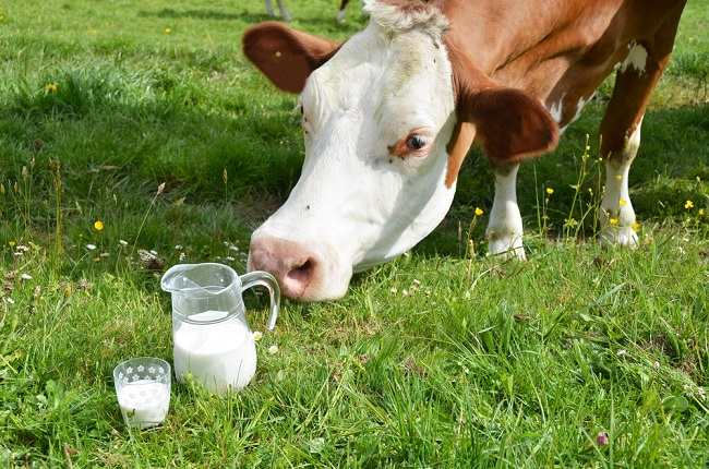 Lær mælk fra A2-køer at kende, nye køer med tillid til at producere sundere mælk