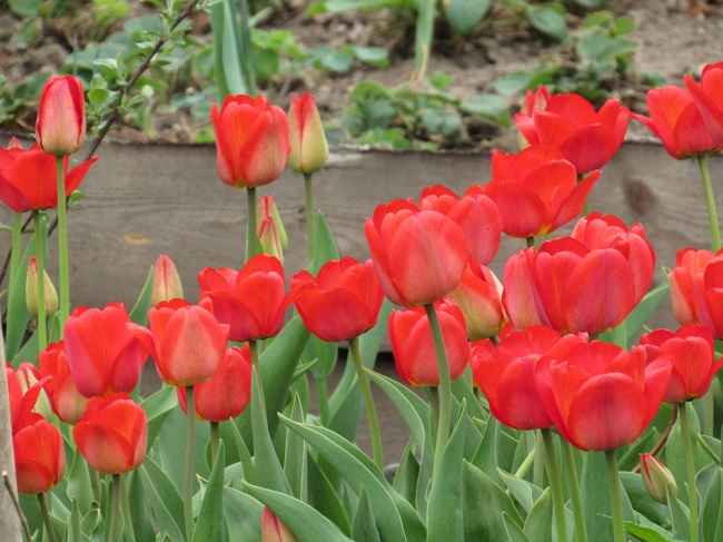 5 přínosů tulipánů pro zdraví, které jsou zřídka známé