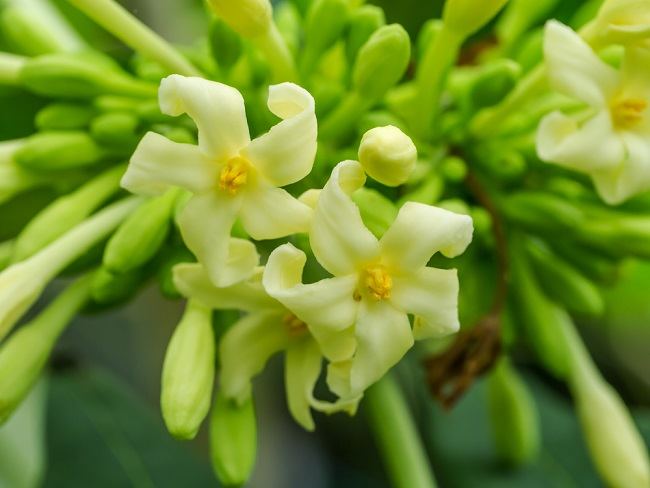 The benefits of papaya flowers are not inferior to the fruit