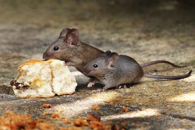 विभिन्न रोगों को रोकने के लिए चूहों को भगाने का महत्व