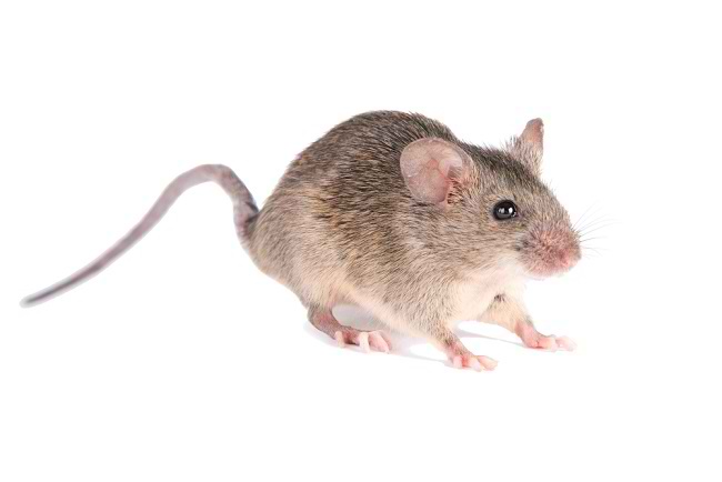Getting to know Hantavirus, the Virus that Appeared in the Middle of the Corona Virus Outbreak