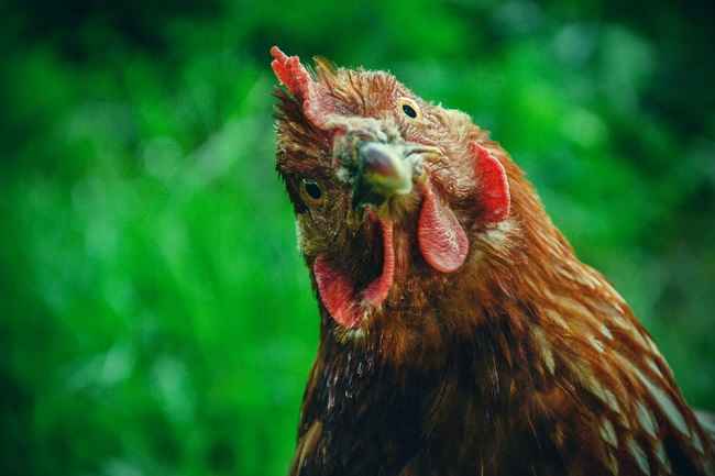 एलेक्टोरोफोबिया को समझना, मुर्गियों का फोबिया